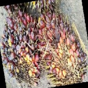 underripe_train (638).jpg