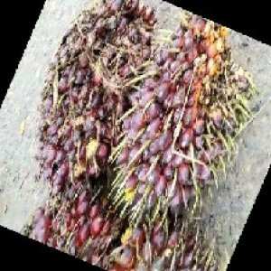 underripe_train (639).jpg