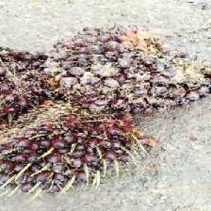 underripe_train (643).jpg