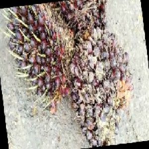 underripe_train (644).jpg