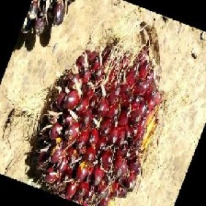 underripe_train (65).jpg