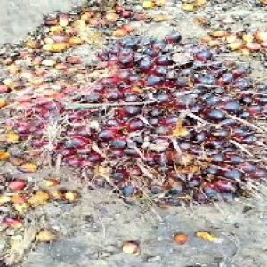 underripe_train (650).jpg