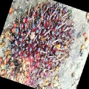 underripe_train (652).jpg