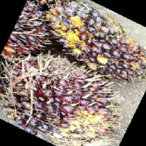 underripe_train (655).jpg