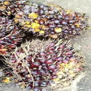 underripe_train (656).jpg