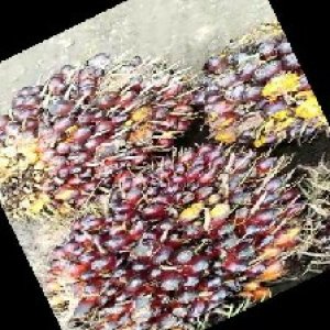 underripe_train (657).jpg