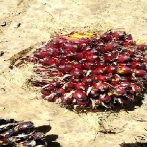 underripe_train (66).jpg