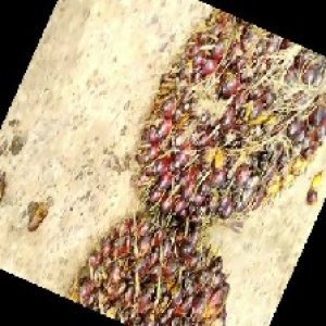 underripe_train (660).jpg