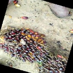 underripe_train (670).jpg