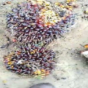 underripe_train (671).jpg