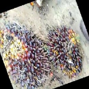 underripe_train (672).jpg