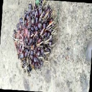 underripe_train (678).jpg