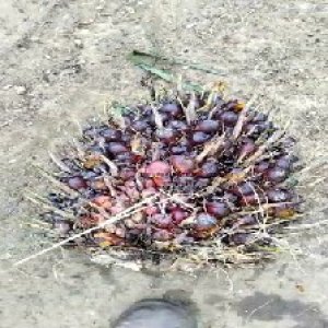 underripe_train (679).jpg