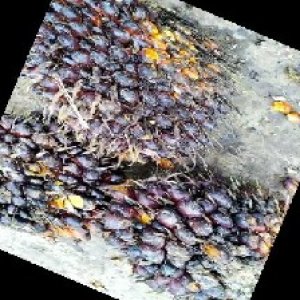 underripe_train (728).jpg