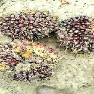 underripe_train (729).jpg