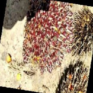 underripe_train (73).jpg