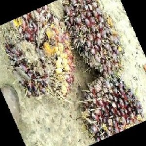 underripe_train (730).jpg