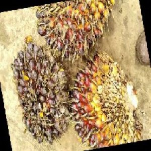 underripe_train (737).jpg