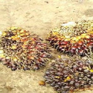 underripe_train (743).jpg