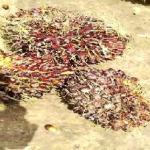 underripe_train (748).jpg