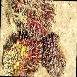 underripe_train (749).jpg