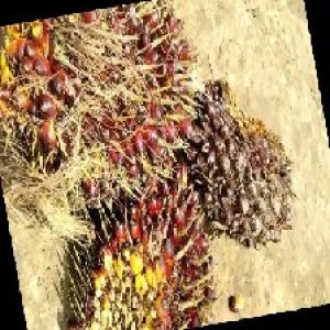 underripe_train (751).jpg