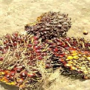 underripe_train (752).jpg