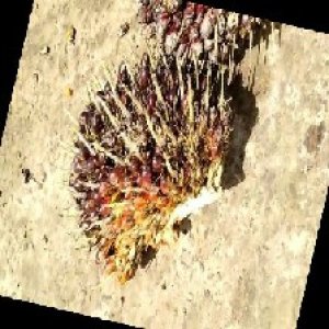 underripe_train (757).jpg