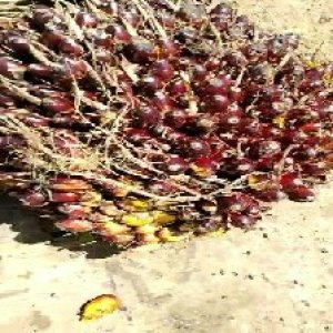 underripe_train (76).jpg