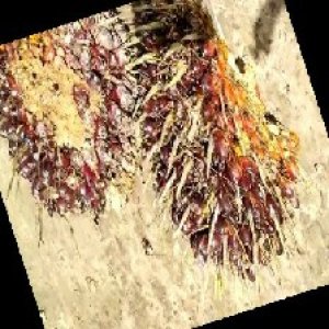 underripe_train (760).jpg