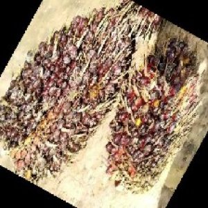 underripe_train (763).jpg