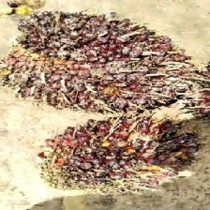 underripe_train (764).jpg