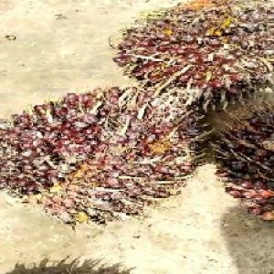 underripe_train (765).jpg