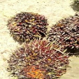 underripe_train (767).jpg