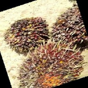 underripe_train (768).jpg