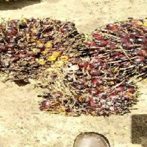 underripe_train (770).jpg