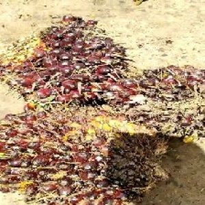 underripe_train (774).jpg