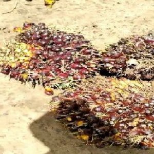 underripe_train (775).jpg