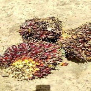 underripe_train (777).jpg