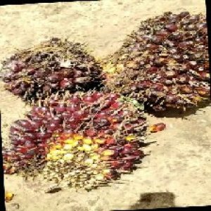 underripe_train (780).jpg