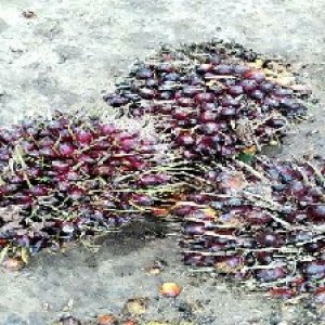 underripe_train (782).jpg