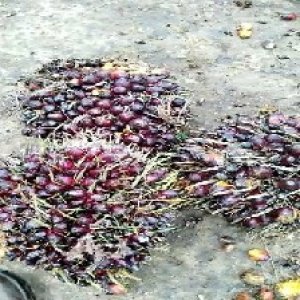 underripe_train (783).jpg