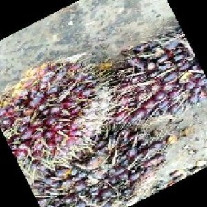 underripe_train (785).jpg