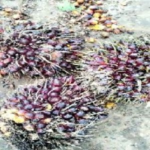 underripe_train (788).jpg