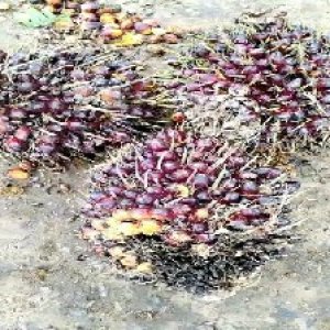 underripe_train (789).jpg