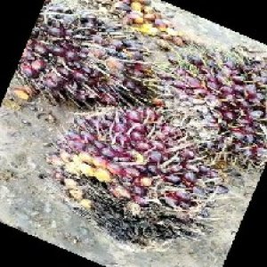 underripe_train (790).jpg