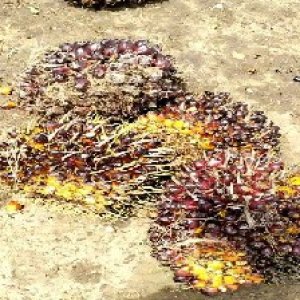 underripe_train (791).jpg