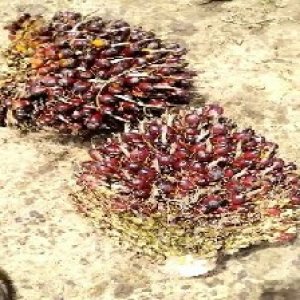 underripe_train (799).jpg