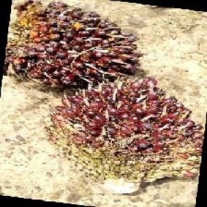 underripe_train (800).jpg