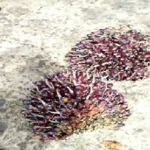 underripe_train (803).jpg